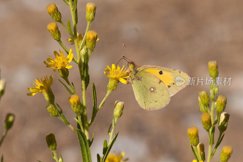 云黄色蝴蝶从雏菊花“Solidago virgaurea”上接受花粉
